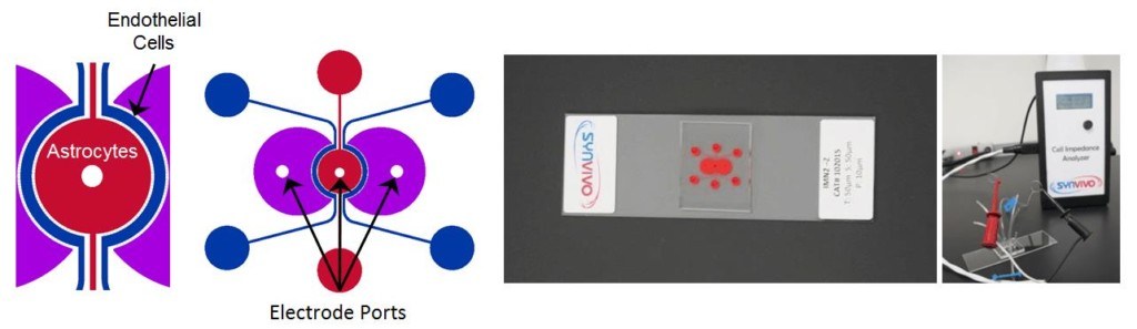 SynvivoSynBBB,血腦屏障組織芯片,Blood Brain Barrier Model